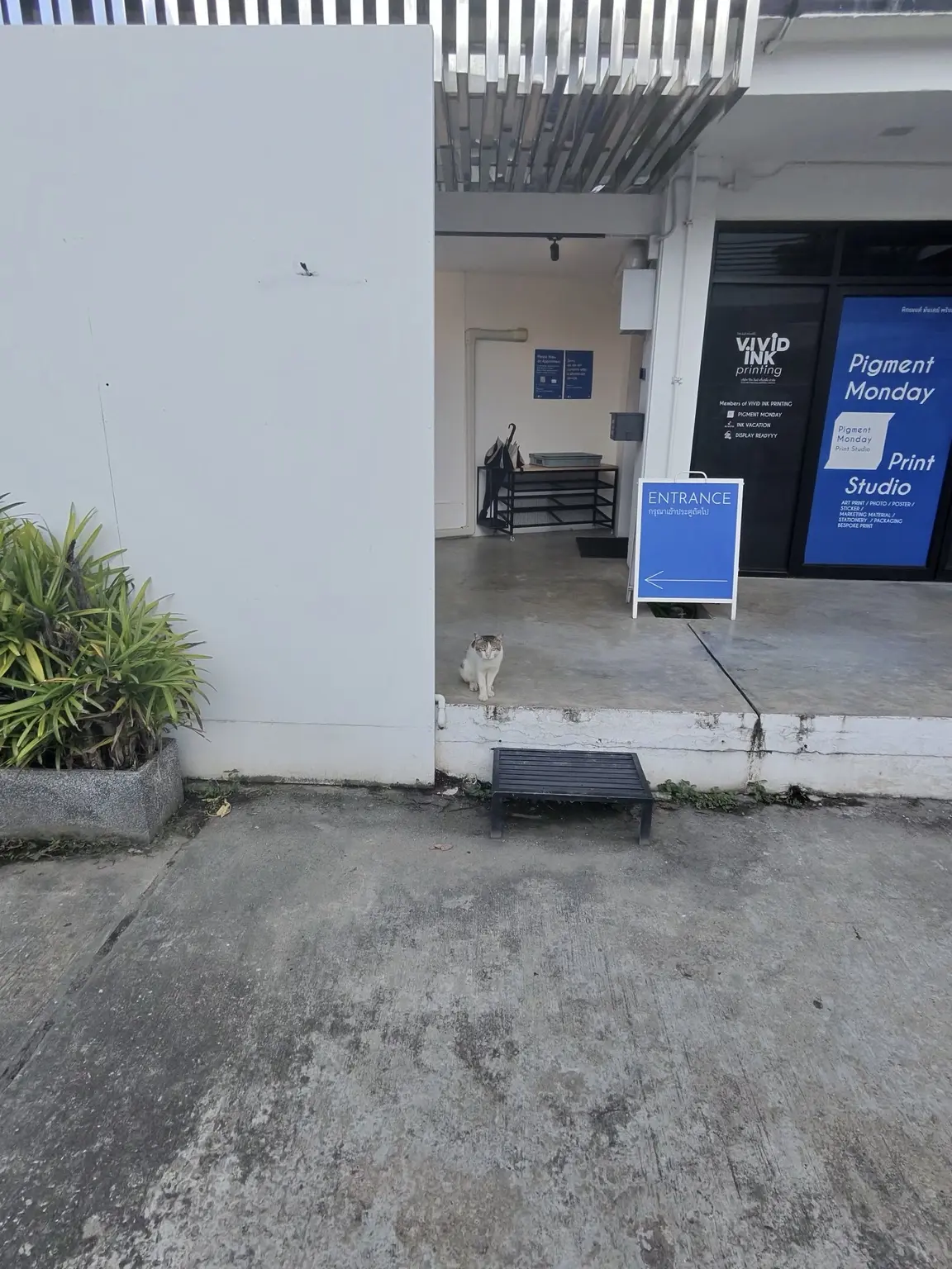 Khao Mun Gai Hai Lamの近くにいた猫